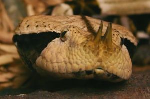 Photo de vipère du Gabon