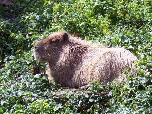 Photo de capybara
